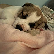 Bella is registered to the contest to win money with this photo: puppy, sleeping, dog, blanket, pink, close_up, cozy, indoor, pacifier, cute, pet, resting, fur, brown, white, soft, knitted_blanket, relaxed, animal, young