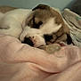puppy, sleeping, dog, blanket, pink, close_up, cozy, indoor, pacifier, cute, pet, resting, fur, brown, white, soft, knitted_blanket, relaxed, animal, young