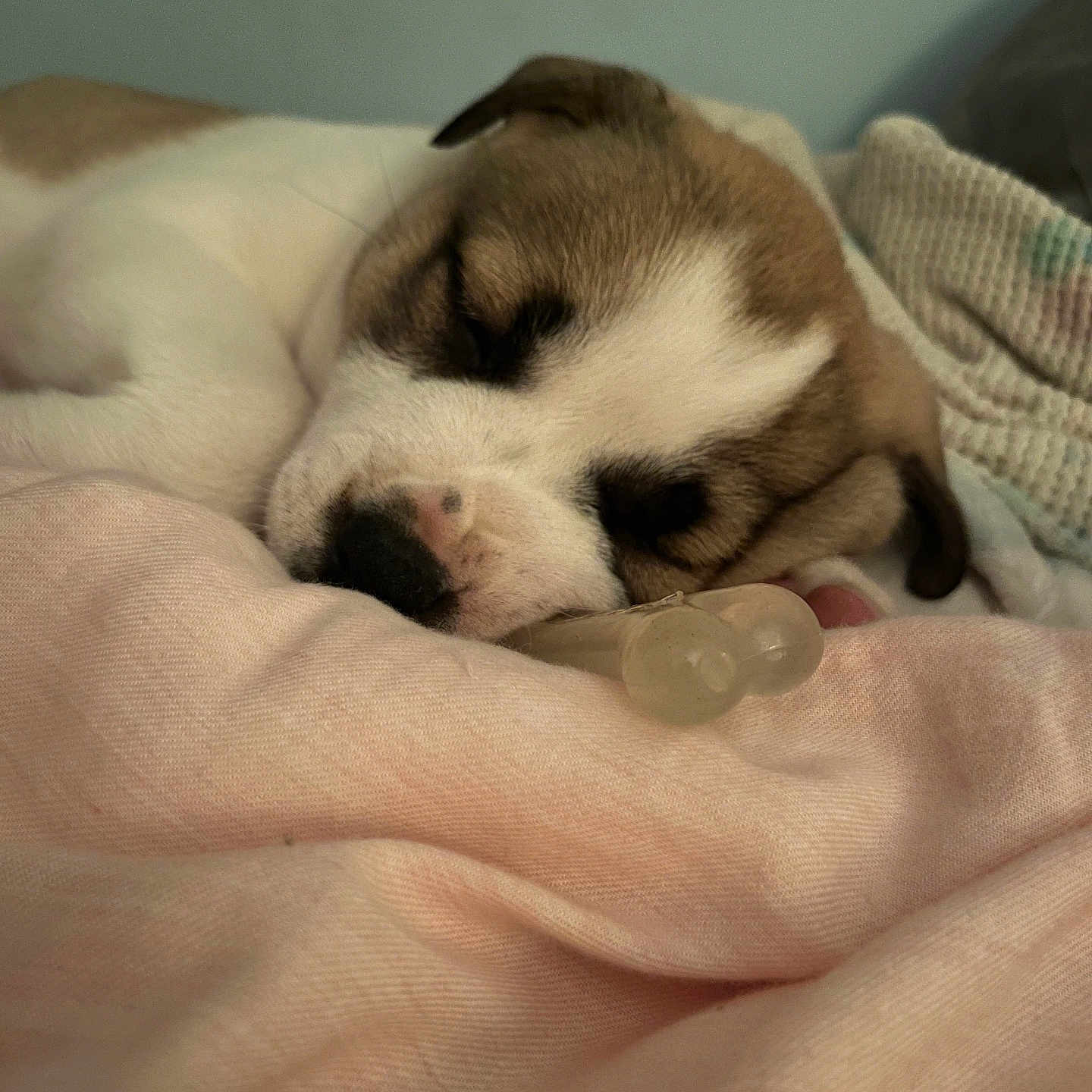 Bella is registered to the contest to win money with this photo: animal, blanket, brown, close_up, cozy, cute, dog, fur, indoor, knitted_blanket, pacifier, pet, pink, puppy, relaxed, resting, sleeping, soft, white, young