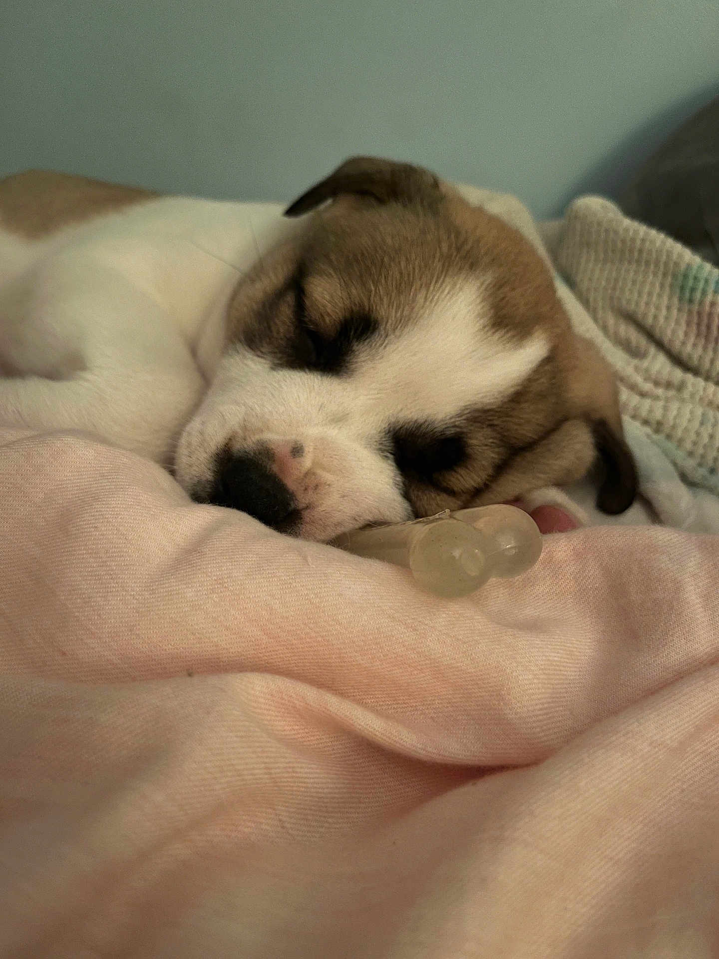 Bella is registered to the contest to win money with this photo: puppy, sleeping, dog, blanket, pink, close_up, cozy, indoor, pacifier, cute, pet, resting, fur, brown, white, soft, knitted_blanket, relaxed, animal, young