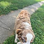 dog, grass, sidewalk, outdoor, pet, animal, fur, blue_eyes, walking, nature, daylight, canine, muzzle, white_and_brown, close_up, blurred_background, portrait, fur_texture, ears, greenery