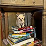 kitten, cat, books, stack, wooden_table, furniture, indoor, curious, small_animal, pet, reading_material, pile, young_cat, curiosity, home, floor, legs, wood, cozy, stacked_books