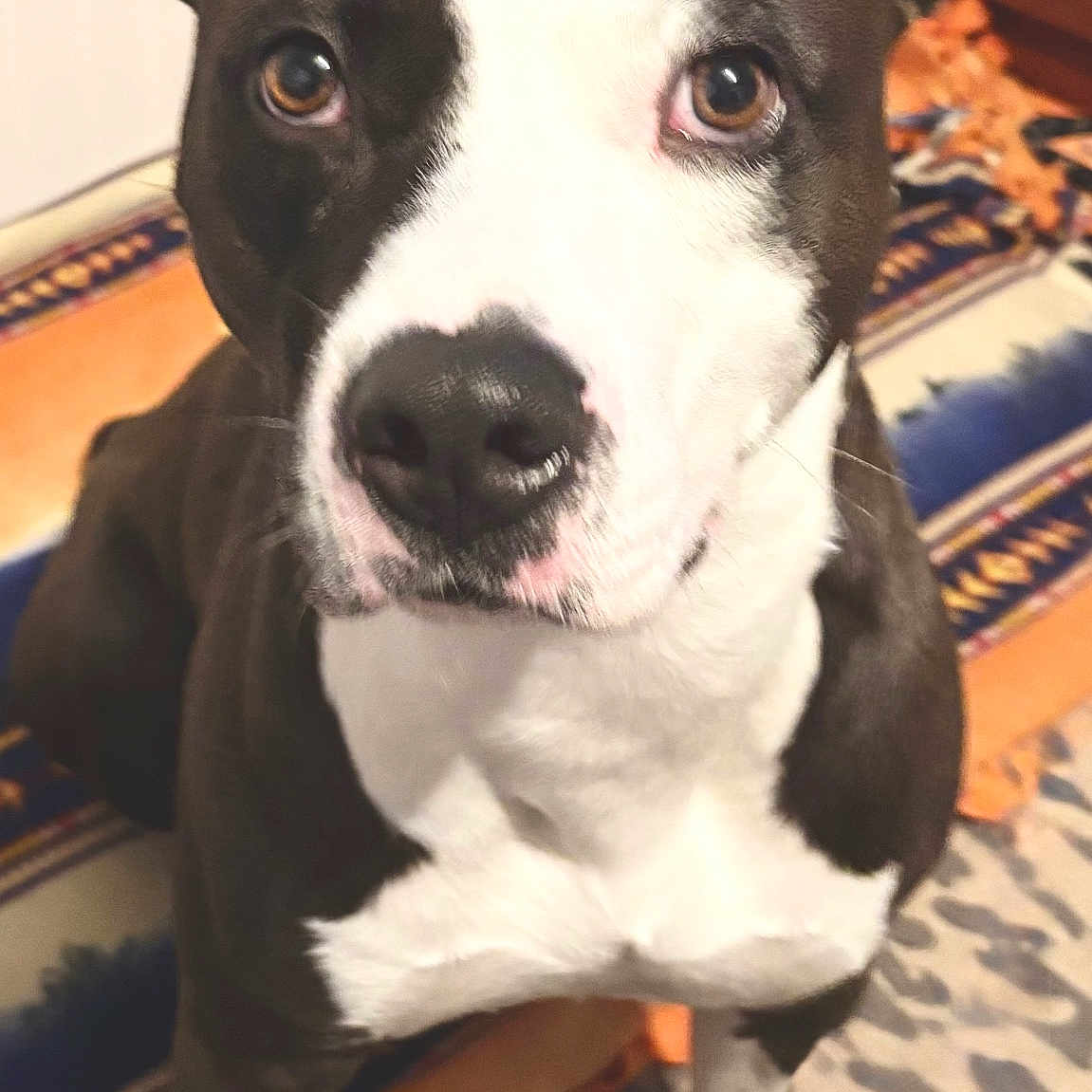 Tank is registered to the contest to win money with this photo: animal, black_and_white, blanket, canine, carpet, close_up, curious, dog, domestic, ears, eyes, fur, furniture, home, indoor, nose, paw, pet, portrait, sitting