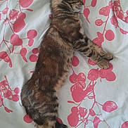 Lili participe au concours pour gagner de l'argent avec cette photo : cat, kitten, sleeping, tabby, bed, blanket, floral_pattern, pink, white, feline, pet, domestic_animal, resting, fur, animal, cute, young_cat, peaceful, indoor, cozy