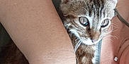 Lili participe au concours pour gagner de l'argent avec cette photo : kitten, tabby_cat, person, arm, hand, holding, indoor, bed, blanket, necklace, casual_clothing, close_up, pet, young_cat, resting, comfort, fur, whiskers, cute, domestic_animal