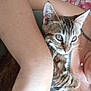 kitten, tabby_cat, person, arm, hand, holding, indoor, bed, blanket, necklace, casual_clothing, close_up, pet, young_cat, resting, comfort, fur, whiskers, cute, domestic_animal
