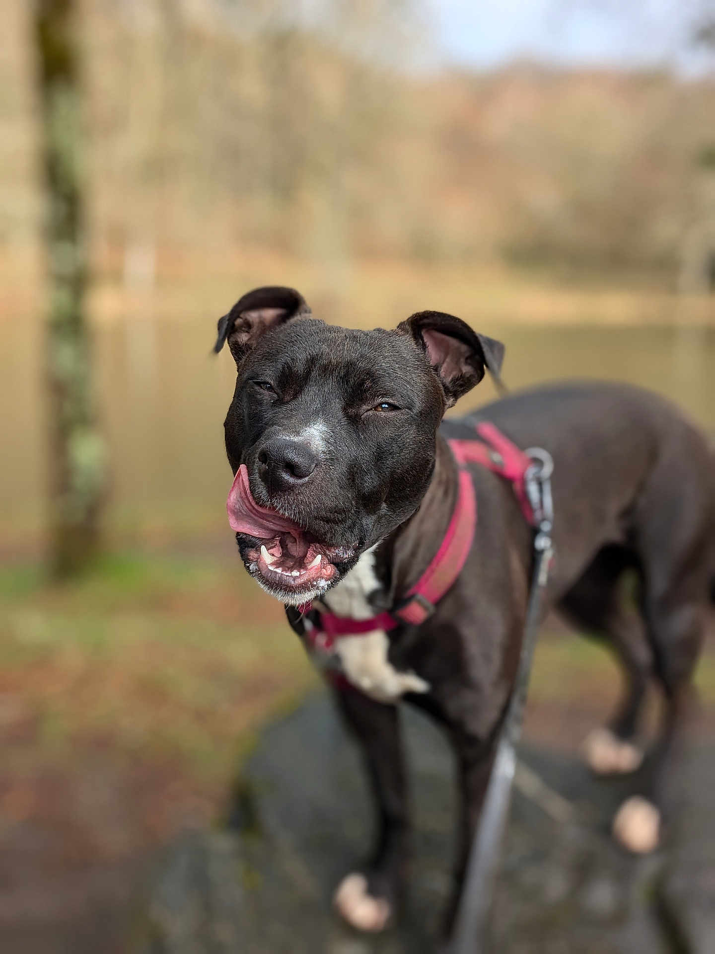 Lyo participe au concours pour gagner de l'argent avec cette photo : dog, black_dog, animal, pet, outdoor, nature, harness, rock, tongue_out, licking, standing, forest, tree, blurred_background, canine, happy, muzzle, fur, ears, leash