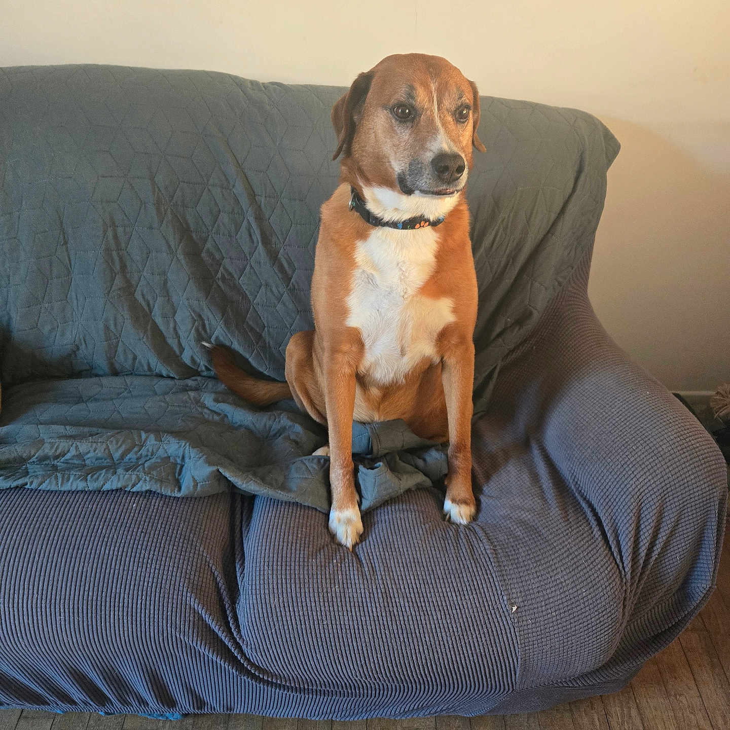 Lucien a rejoint le concours — aidez-le/la à gagner de superbes lots ! animal, blanket, brown, calm, canine, collar, couch, dog, floor, fur, furniture, home, indoor, pet, portrait, quiet, relaxed, sitting, wall, white