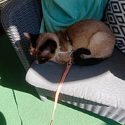 Nala participe au concours pour gagner de l'argent avec cette photo : cat, cozy, cushion, feline, fur, green_carpet, harness, indoor, leash, patterned_pillow, pet, pillow, relaxing, resting, shadow, siamese_cat, sunlight, tail, texture, wicker_chair