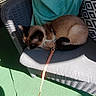 cat, cozy, cushion, feline, fur, green_carpet, harness, indoor, leash, patterned_pillow, pet, pillow, relaxing, resting, shadow, siamese_cat, sunlight, tail, texture, wicker_chair