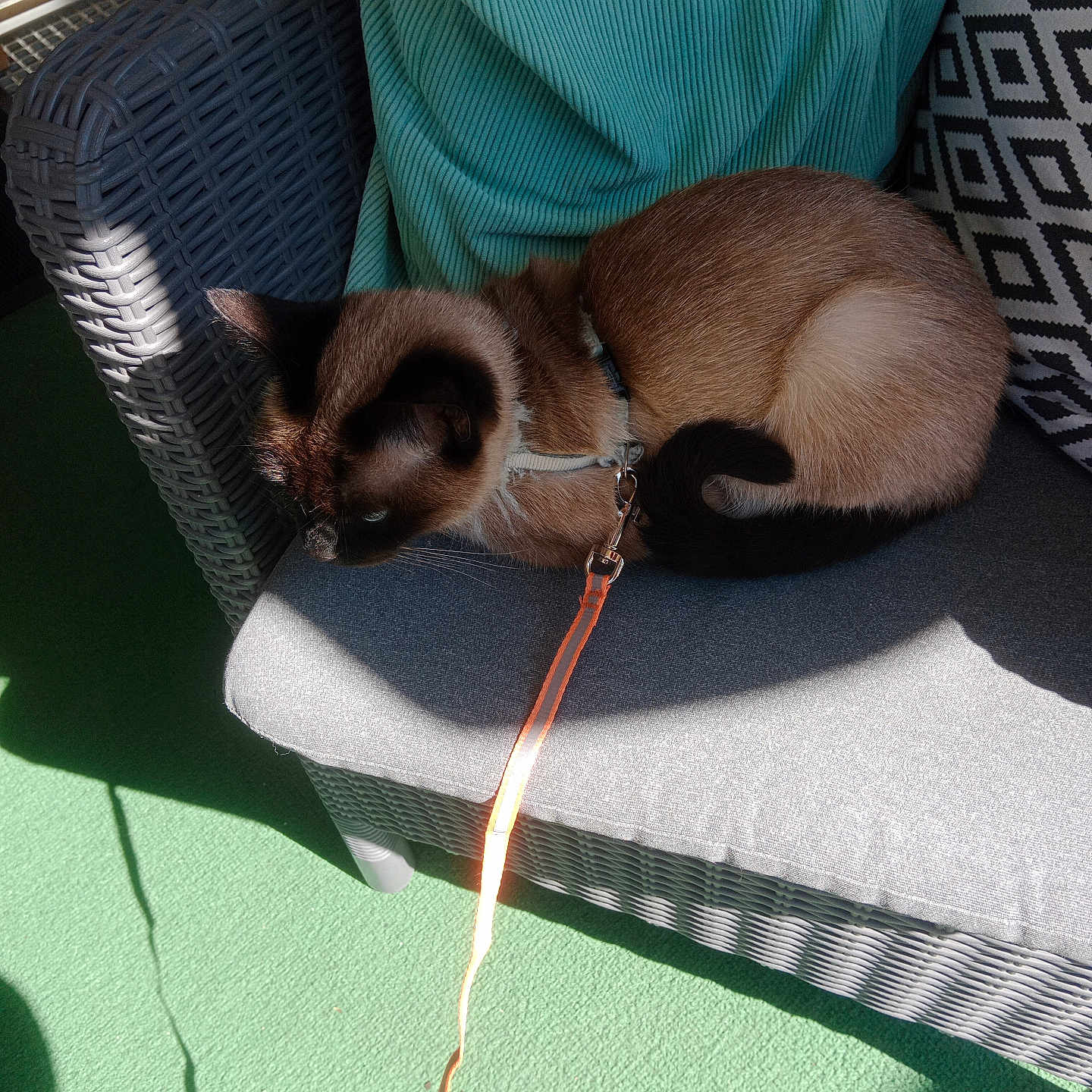 Nala