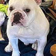 Casper is registered to the contest to win money with this photo: animal, clothes, companion, cute, dog, ears_up, expression, floor, french_bulldog, furniture, indoor, looking_forward, paw, pet, pile_of_clothes, portrait, short_hair, sitting, white_dog, wood