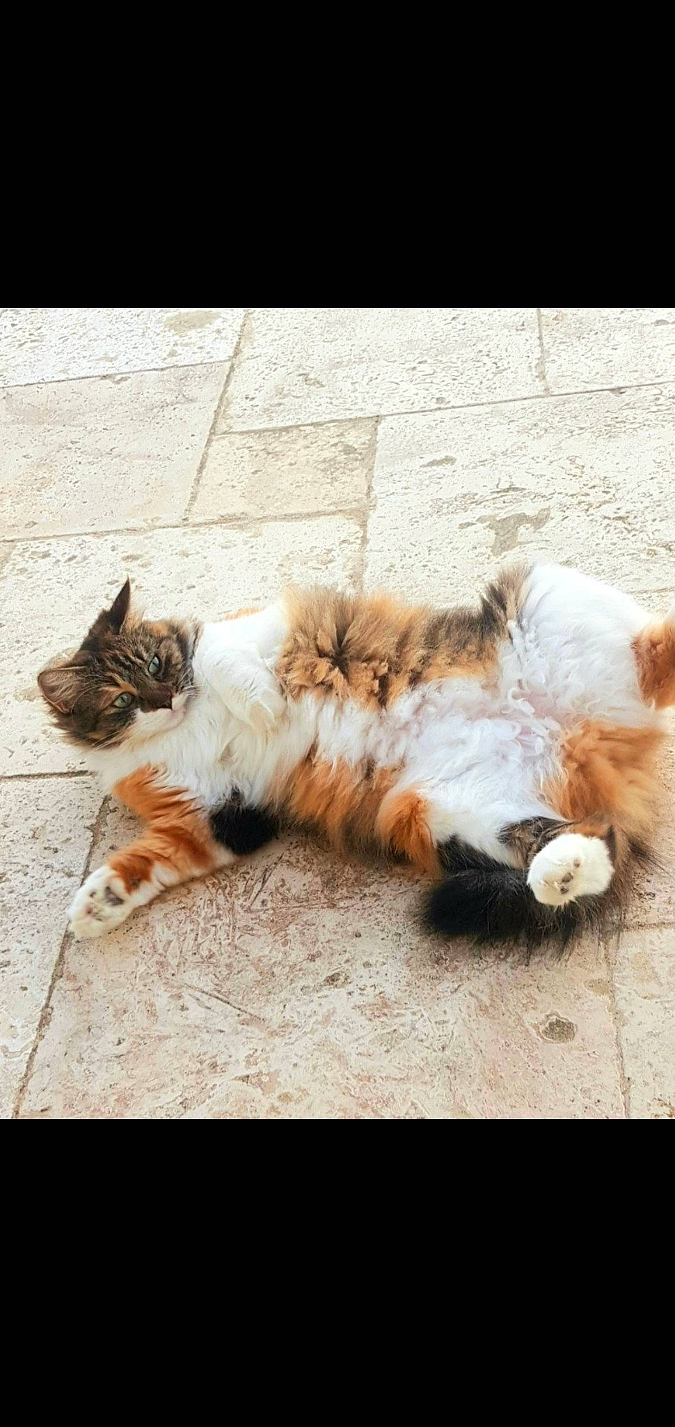 Rosy participe au concours pour gagner de l'argent avec cette photo : aegean_cat, carnivore, cat, ear, european_shorthair, felidae, footwear, fur, kitten, love, paw, photography, play, polydactyl_cat, shoe, small_to_medium_sized_cats, snapshot, tabby_cat, tail, whiskers