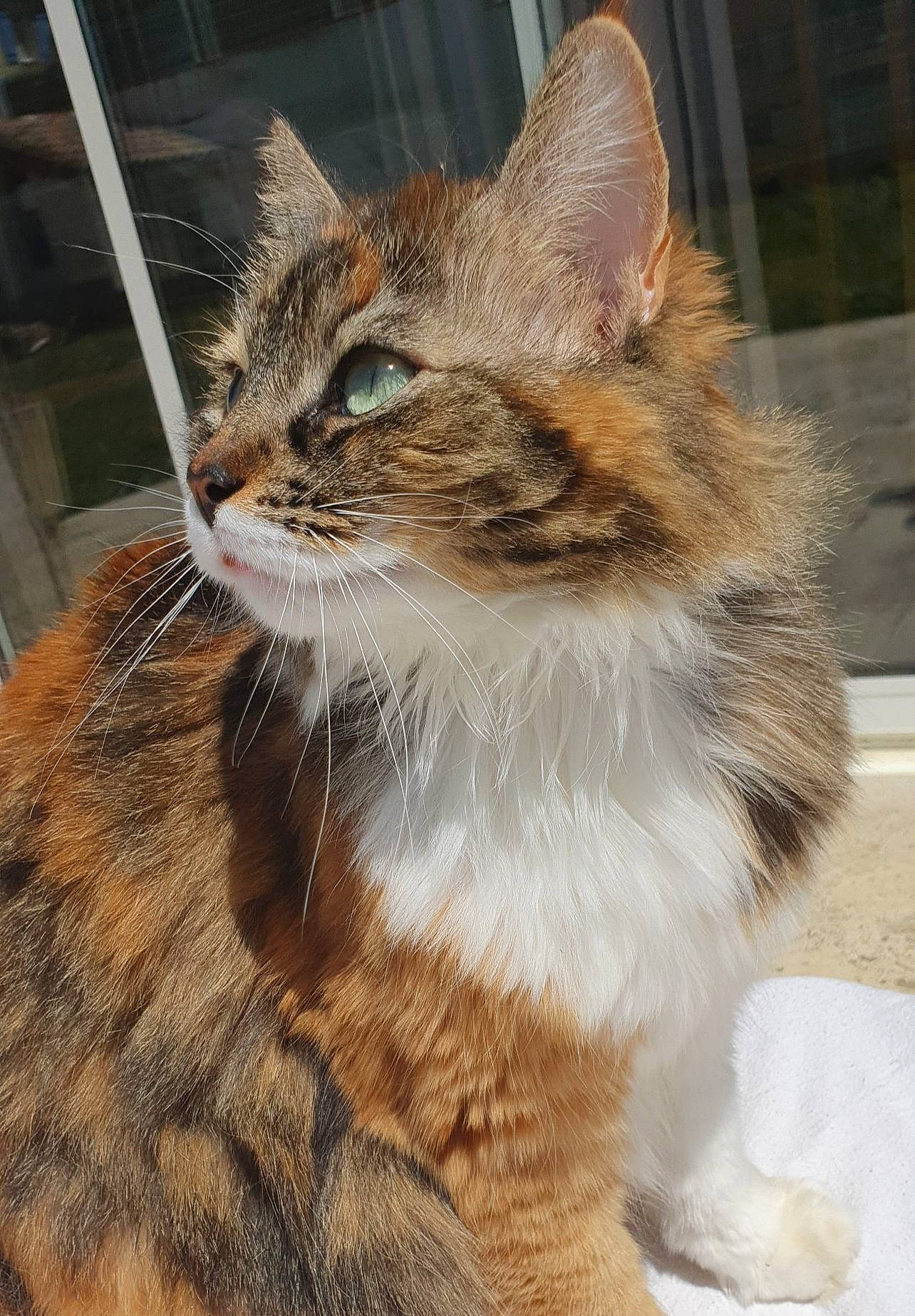 Rosy participe au concours pour gagner de l'argent avec cette photo : aegean_cat, american_wirehair, asian_semi_longhair, carnivore, cat, domestic_long_haired_cat, domestic_short_haired_cat, european_shorthair, fawn, felidae, fur, maine_coon, mammal, norwegian_forest_cat, small_to_medium_sized_cats, somali, tabby_cat, tail, vertebrate, whiskers