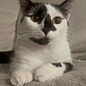 Squiddy joined the competition — help win amazing prizes! adorable, black_and_white, cat, closeup, couch, curious, domestic_cat, ears, eyes, feline, fur, indoor, nose, paws, pet, portrait, relaxed, sitting, tail, whiskers