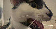 Squiddy joined the competition — help win amazing prizes! blurred, carpet, cat, close_up, ear, feline, fur, indoor, lap, low_light, meowing, mouth_open, paw, pet, plaid, playful, portrait, tongue, tuxedo_cat, whiskers