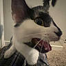 blurred, carpet, cat, close_up, ear, feline, fur, indoor, lap, low_light, meowing, mouth_open, paw, pet, plaid, playful, portrait, tongue, tuxedo_cat, whiskers