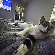 Squiddy joined the competition — help win amazing prizes! bed, bedroom, black_and_white_cat, blanket, cat, close_up, closet, cozy, doorway, fur, indoor, paw, perspective, plush_blanket, relaxed, stretched_out, television, tv_screen, wall, window_blinds