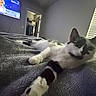 bed, bedroom, black_and_white_cat, blanket, cat, close_up, closet, cozy, doorway, fur, indoor, paw, perspective, plush_blanket, relaxed, stretched_out, television, tv_screen, wall, window_blinds