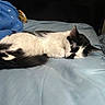 Squiddy is registered to the contest to win money with this photo: bed, bedspread, black_and_white, blanket, blue_bedspread, cat, closeup, cozy, domestic_cat, fur, indoor, long_hair, nap, peaceful, pet, pillow, portrait, sleeping_cat, tuxedo_cat, whiskers
