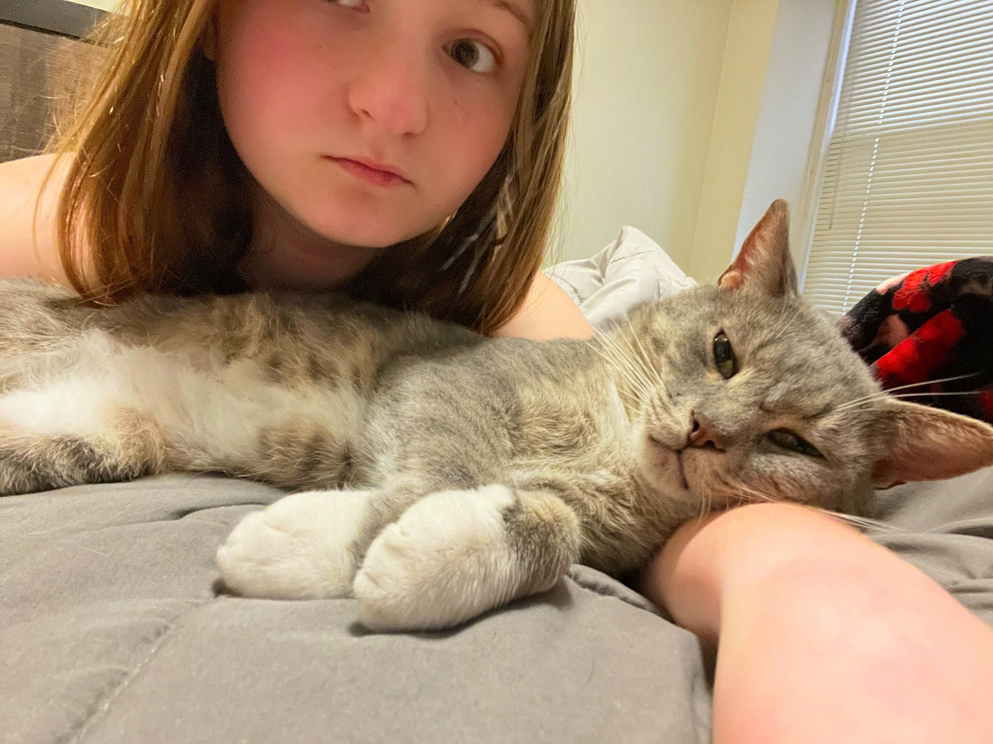 Ace is registered to the contest to win money with this photo: bed, carnivore, cat, claw, comfort, couch, domestic_short_haired_cat, ear, felidae, fur, gesture, grey, lap, paw, sitting, skin, small_to_medium_sized_cats, snout, whiskers, window_blind