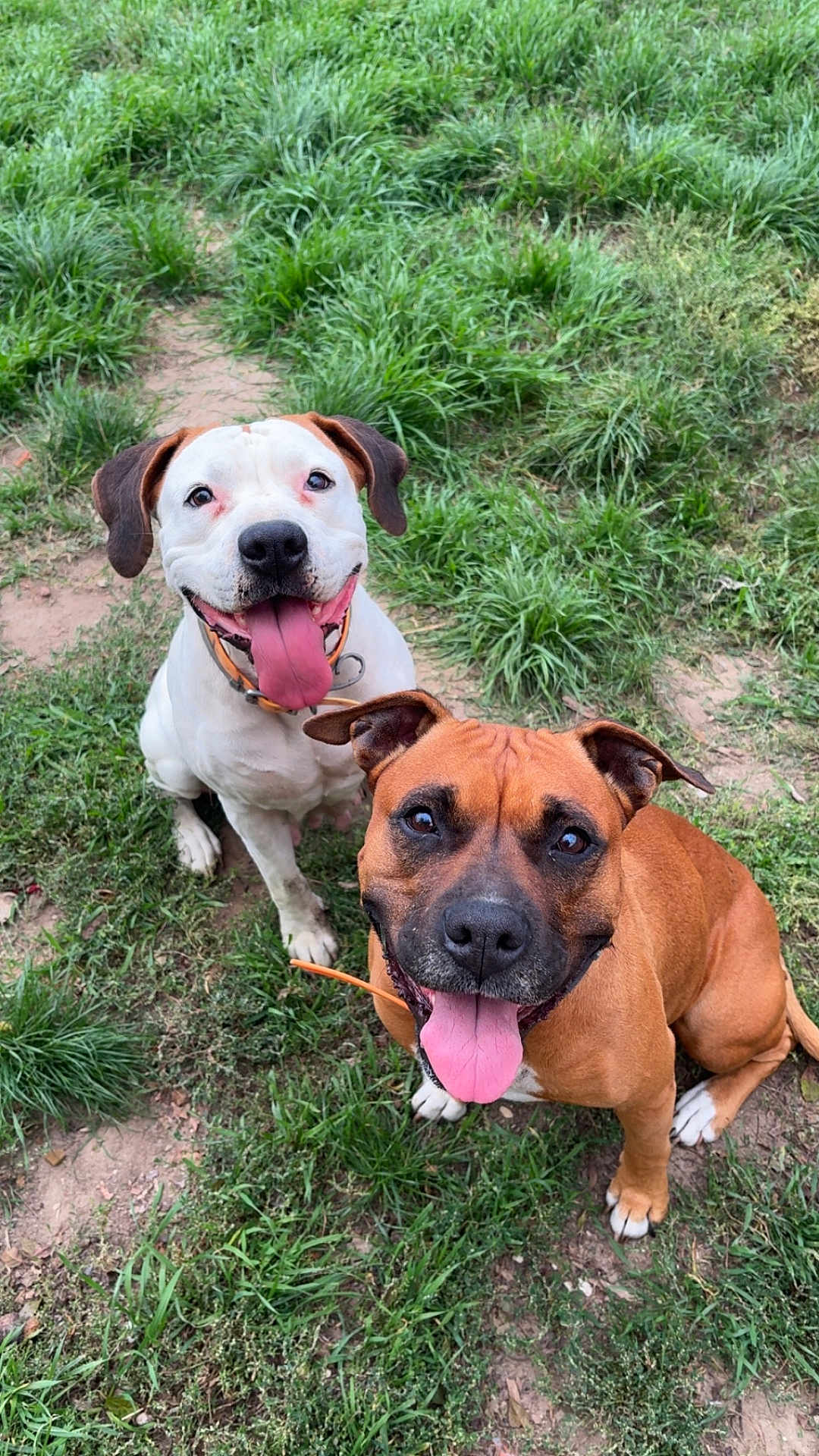 Les Fifilles a rejoint le concours — aidez-le/la à gagner de superbes lots ! dog, canine, pet, animal, grass, outdoor, happy, tongue_out, brown_dog, white_dog, ears, collar, playful, nature, mammal, sitting, cute, friendly, companions, smiling