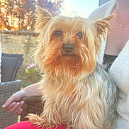Nino participe au concours pour gagner de l'argent avec cette photo : dog, yorkshire_terrier, pet, outdoor, sunlight, person, lap, fur, golden, cozy, autumn, tree, stone_wall, necklace, white_sweater, red_pants, calm, blurred_background, portrait, small_dog