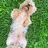 dog, small_dog, grass, outdoor, pet, lying_down, relaxed, fur, animal, nature, greenery, cute, canine, playful, summer, resting, fluffy, paw, adorable, backside