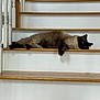 cat, fluffy, stairs, wooden_stairs, blue_eyes, lying_down, indoor, pet, relaxed, feline, home, railing, white_wall, curious, animal, domestic_cat, resting, fur, paw, quiet