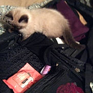 Willy joined the competition — help win amazing prizes! kitten, cat, furry, blurry, clothing, bag, pink_packet, fabric, curious, indoor, soft, pile, dark_colors, closeup, small_animal, pet, exploring, messy, texture, blur