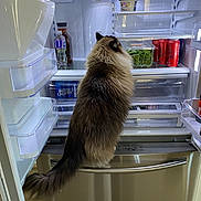 Mittens is registered to the contest to win money with this photo: cat, fluffy, refrigerator, open_fridge, indoor, pet, curious, food, drinks, cans, vegetables, kitchen, home, tail, mammal, feline, domestic_animal, fur, door, shelf