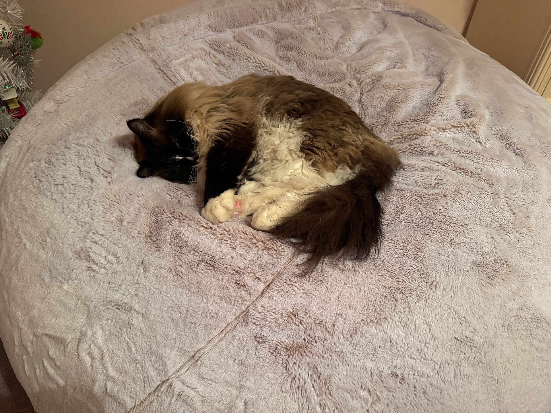 Mittens is registered to the contest to win money with this photo: cat, sleeping, fluffy, fur, cozy, blanket, bedroom, indoor, napping, resting, pet, tail, paws, feline, comfort, home, holiday, decor, soft, relaxation