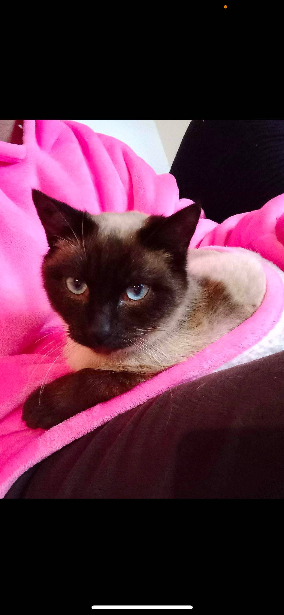 Tokyo a rejoint le concours — aidez-le/la à gagner de superbes lots ! balinese, birman, carnivore, cat, comfort, domestic_short_haired_cat, eyelash, fawn, felidae, fur, linens, magenta, mammal, pink, purple, siamese, small_to_medium_sized_cats, snout, whiskers