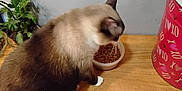 Simon joined the competition — help win amazing prizes! brown_fur, cat, cat_food, chair, container, cozy, curious, domestic_animal, feline, floor, indoor, kibble, litter_box, pet, plant, siamese_cat, tabletop, wall, white_paw, wooden_table