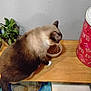 Simon joined the competition — help win amazing prizes! cat, siamese_cat, wooden_table, cat_food, plant, indoor, kibble, container, litter_box, chair, pet, feline, curious, brown_fur, white_paw, wall, floor, domestic_animal, tabletop, cozy