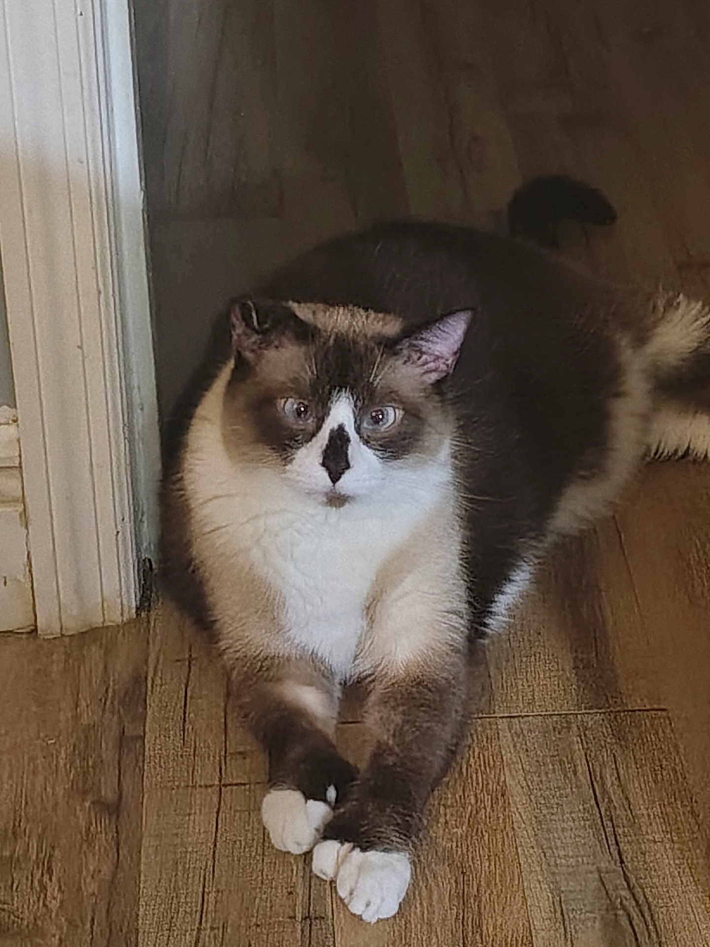 Simon
