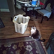 Simon joined the competition — help win amazing prizes! cat, indoor, rug, laundry_basket, chair, table, floor, wood_floor, plastic_bottle, water_bottle, household_items, furniture, pet, patterned_rug, domestic, cozy, living_room, tabletop, seated_cat, curious_cat