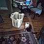 cat, indoor, rug, laundry_basket, chair, table, floor, wood_floor, plastic_bottle, water_bottle, household_items, furniture, pet, patterned_rug, domestic, cozy, living_room, tabletop, seated_cat, curious_cat