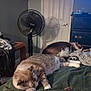 Simon is registered to the contest to win money with this photo: cat, sleeping, bed, blanket, furniture, fan, dresser, indoor, animal, pet, resting, cozy, domestic, fur, whiskers, clothing, room, relaxation, domestic_life, nap