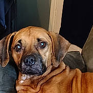 Marley joined the competition — help win amazing prizes! dog, brown_dog, indoor, couch, pet, animal, fur, ears, nose, eyes, face, looking, relaxed, sitting, wrinkles, house, furniture, canine, companion, domestic