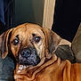 dog, brown_dog, indoor, couch, pet, animal, fur, ears, nose, eyes, face, looking, relaxed, sitting, wrinkles, house, furniture, canine, companion, domestic