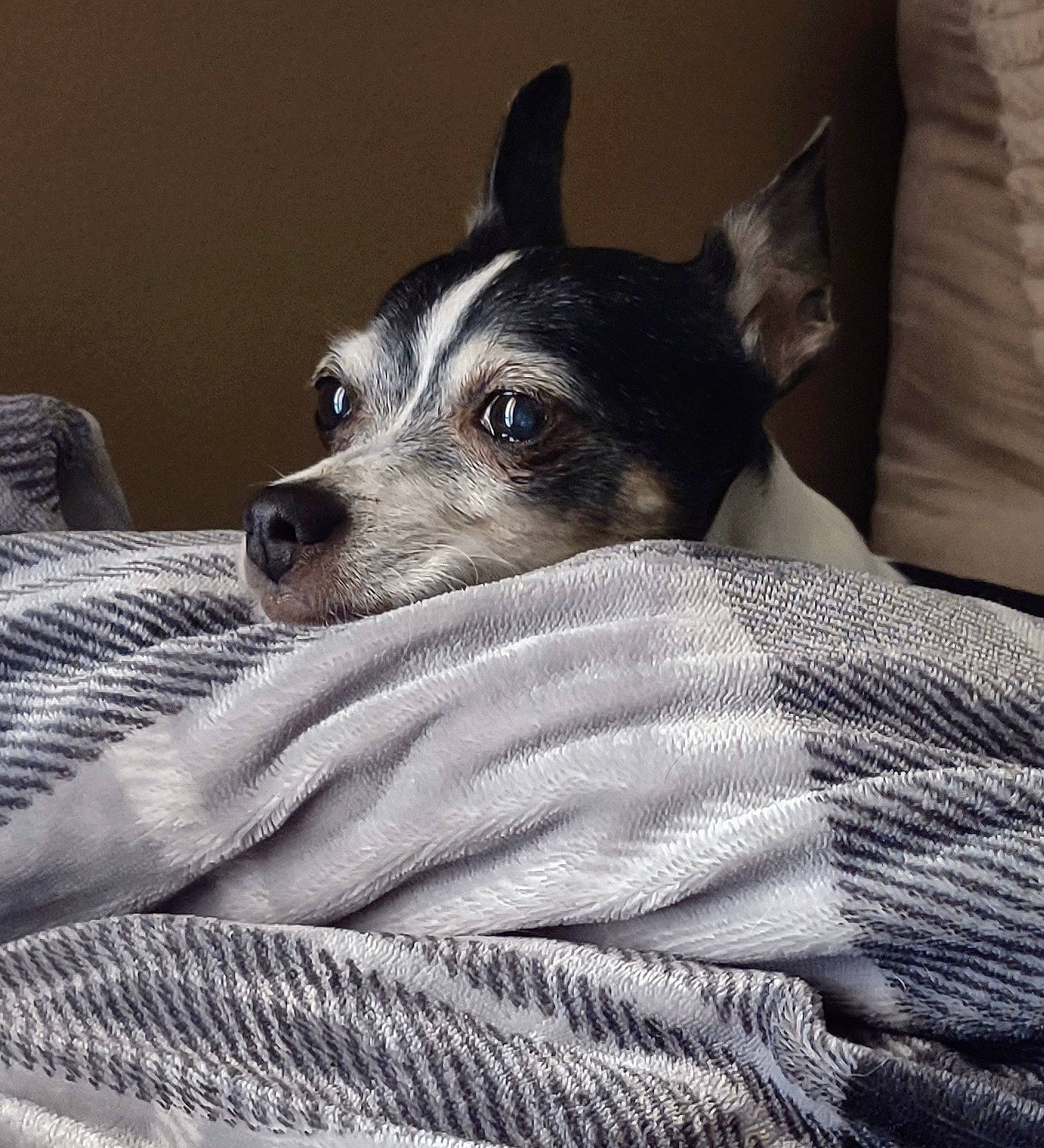 Booboo is registered to the contest to win money with this photo: bedding, blanket, canidae, carnivore, comfort, companion_dog, dog, dog_breed, fur, grey, linens, non_sporting_group, snout, sporting_group, terrestrial_animal, terrier, toy_dog, whiskers, working_animal