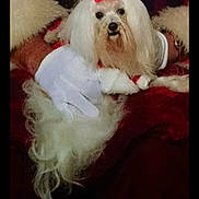 Lucy Lou is registered to the contest to win money with this photo: dog, white_dog, red_bow, glove, furry_coat, pet, animal, fluffy, cute, indoor, person, hand, holding, fur, portrait, companion, domestic_animal, cute_pet, animal_portrait, cozy