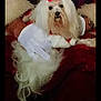 dog, white_dog, red_bow, glove, furry_coat, pet, animal, fluffy, cute, indoor, person, hand, holding, fur, portrait, companion, domestic_animal, cute_pet, animal_portrait, cozy