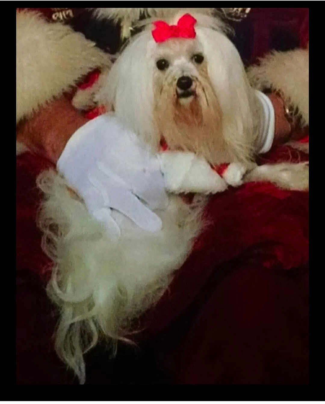 Lucy Lou