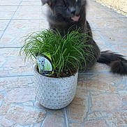 Chat a rejoint le concours — aidez-le/la à gagner de superbes lots ! cat, cat_like_mammal, fauna, grass, kitten, plant, small_to_medium_sized_cats, whiskers, window