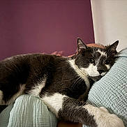 Lune a rejoint le concours — aidez-le/la à gagner de superbes lots ! animal, blue, cat, closeup, comfort, cushion, cute, domestic_animal, feline, fur, indoor, laying_down, mammal, paw, pet, purple, relaxation, resting, sleepy, whiskers