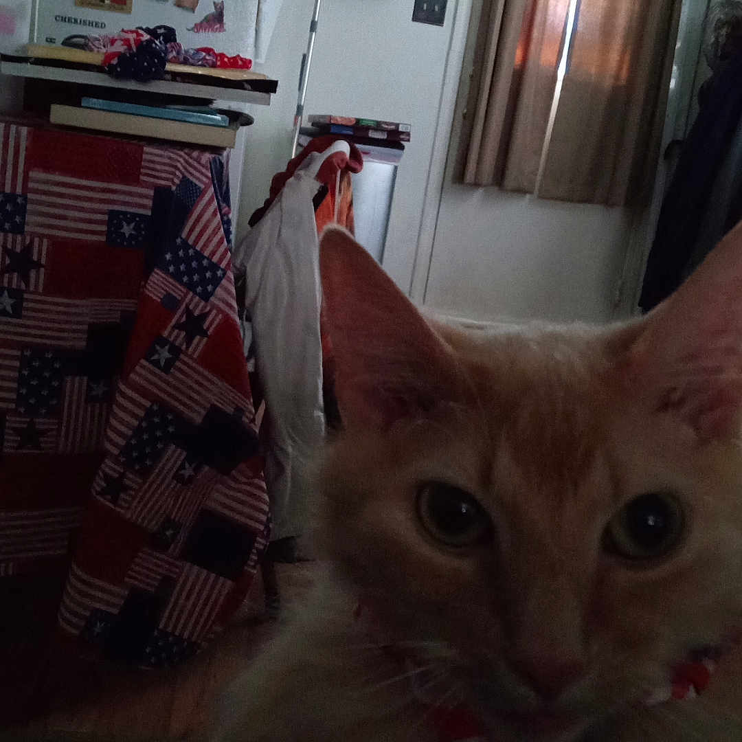 Bug A Boo joined the competition — help win amazing prizes! american_flag_pattern, cat, closeup, clutter, collar, curtains, domestic, eyes, face, fluffy, furniture, indoor, kitchen, magnets, orange_cat, pet, refrigerator, table, tablecloth, window