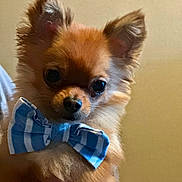 Tucker joined the competition — help win amazing prizes! adorable, animal, bow_tie, brown_fur, close_up, companion, cute, dog, domestic_animal, ears, face, fluffy, furry, hand, indoor, looking_at_camera, mammal, pet, portrait, small_dog