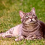 cat, tabby_cat, grass, outdoor, animal, pet, feline, whiskers, ears, greenery, nature, relaxing, lying_down, daylight, close_up, curious, mammal, cute, domestic_animal, wildlife